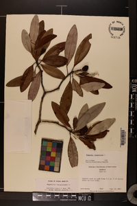 Magnolia virginiana image