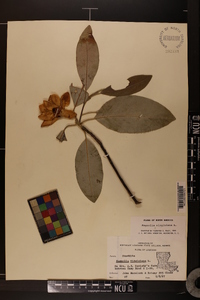 Magnolia virginiana image