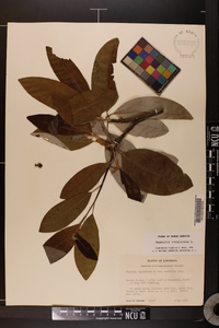 Magnolia virginiana image