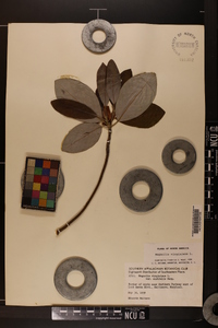 Magnolia virginiana image