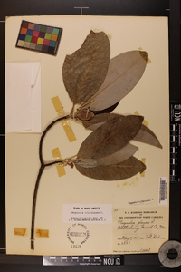 Magnolia virginiana image