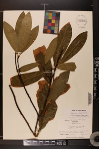 Magnolia virginiana image