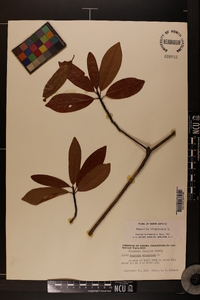 Magnolia virginiana image