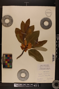 Magnolia virginiana image