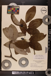 Magnolia virginiana image