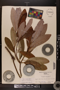 Magnolia virginiana image