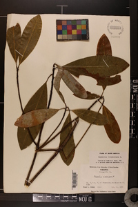 Magnolia virginiana image