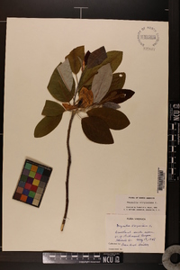 Magnolia virginiana image