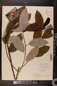 Magnolia virginiana image