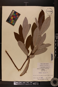 Magnolia virginiana image