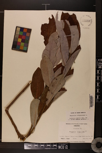 Magnolia virginiana image