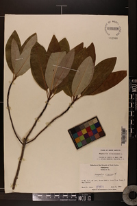 Magnolia virginiana image