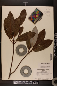 Magnolia virginiana image