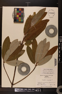 Magnolia virginiana image