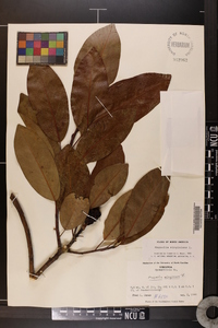 Magnolia virginiana image