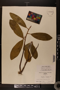 Magnolia virginiana image