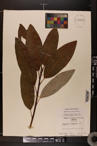 Magnolia virginiana image