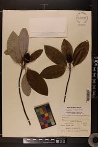 Magnolia virginiana image