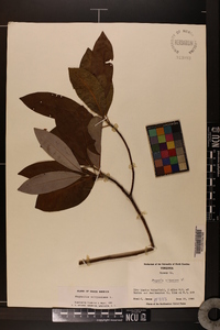 Magnolia virginiana image