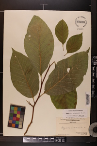 Magnolia acuminata image