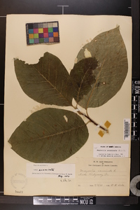 Magnolia acuminata image