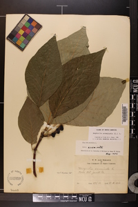 Magnolia acuminata image