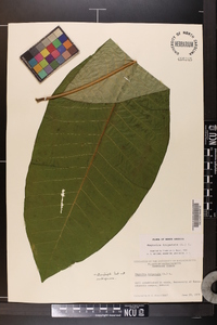 Magnolia tripetala image