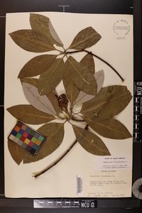 Magnolia virginiana image