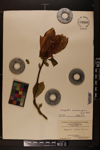 Magnolia x soulangiana image