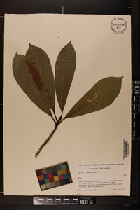 Magnolia tamaulipana image