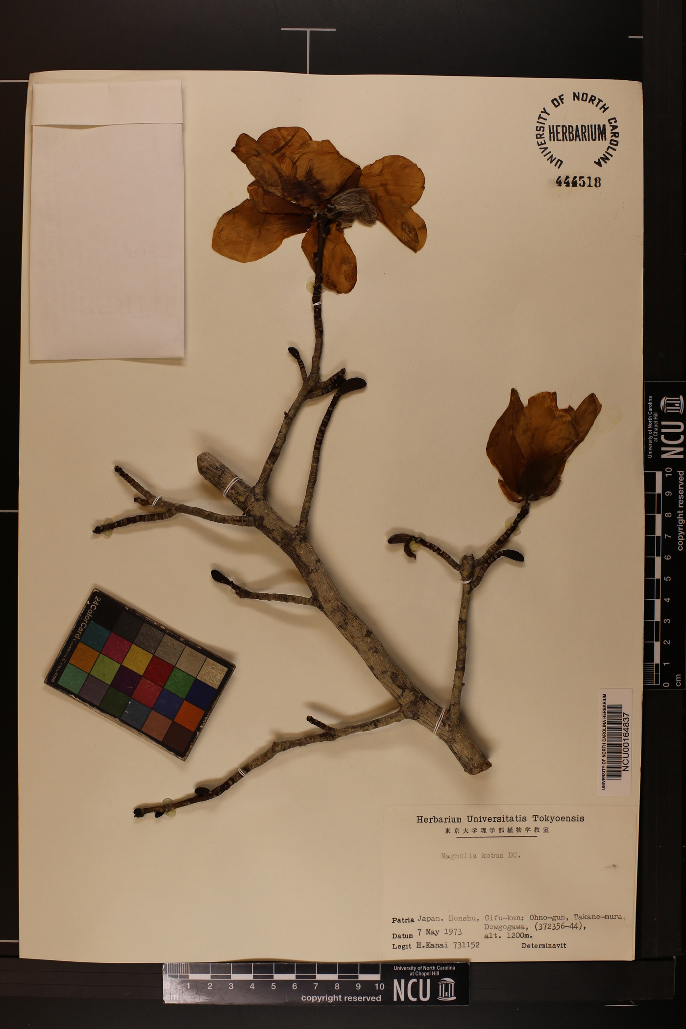 Magnolia kobus image