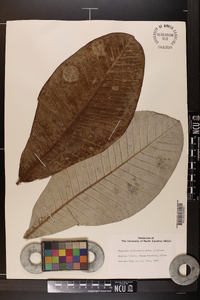 Magnolia officinalis image