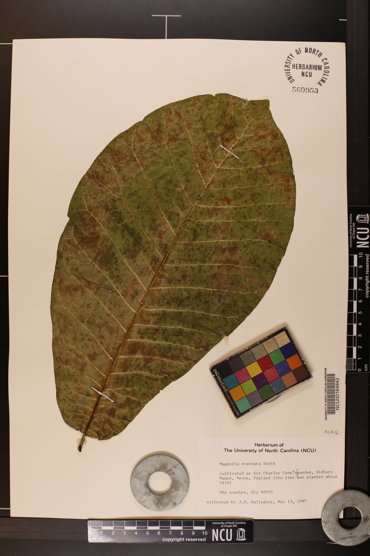 Magnolia rostrata image