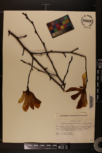 Magnolia salicifolia image