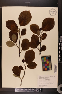 Magnolia sieboldii image