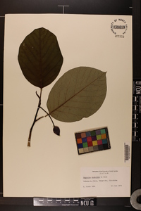 Magnolia sieboldii image