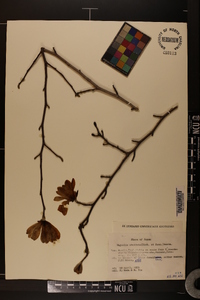 Magnolia stellata image