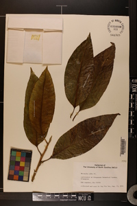 Michelia alba image