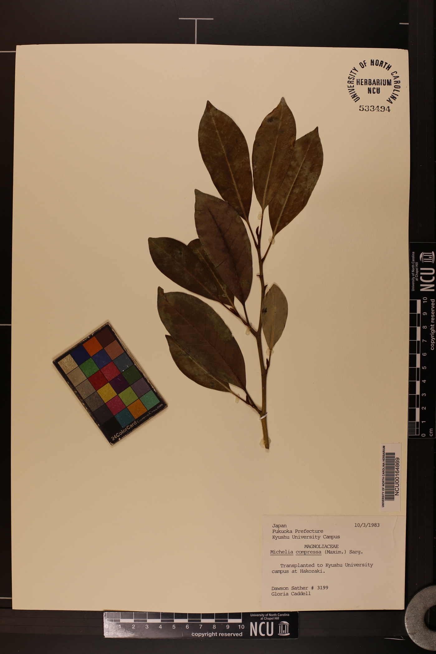 Michelia compressa image