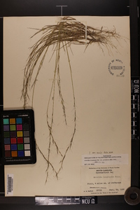 Aristida longespica var. geniculata image