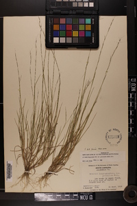 Aristida longespica image