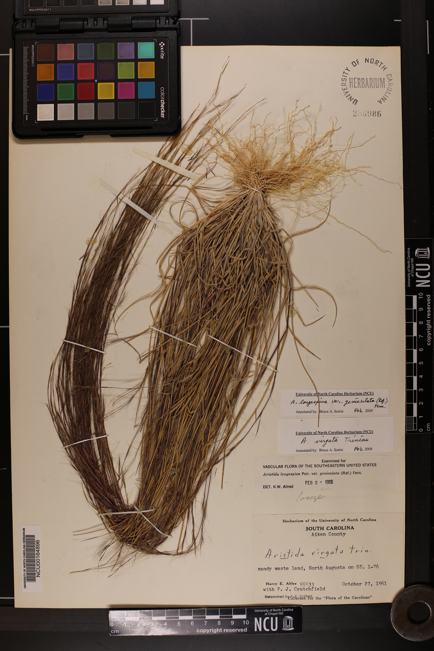 Aristida longespica var. geniculata image