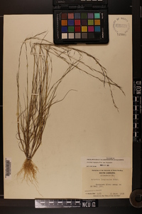 Aristida longespica image