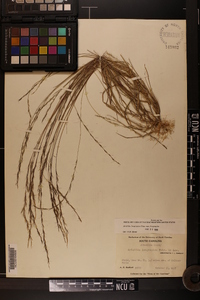 Aristida longespica image