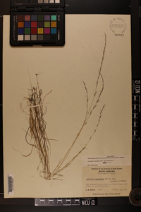 Aristida longespica image