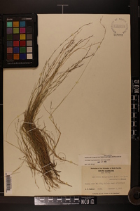 Aristida longespica image