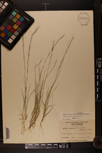 Aristida longespica image