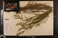 Chasmanthium ornithorhynchum image