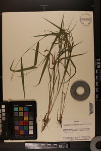 Chasmanthium ornithorhynchum image