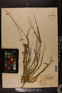 Chasmanthium sessiliflorum image